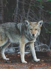 Become a big shot in